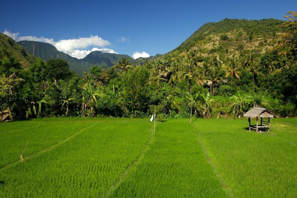 The Kampung * Amed